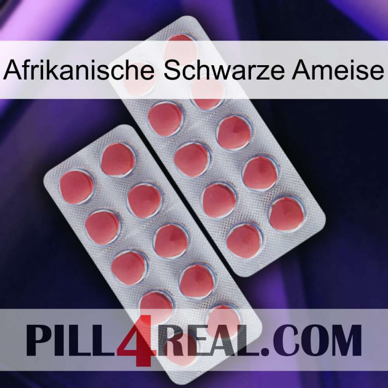 African Black Ant 19